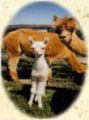 Alpacas - Mike and Mandy